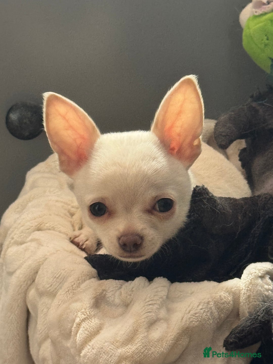 Chihuahua dogs for sale: 2 chihuahua boys ready to leave NOW - Image 4