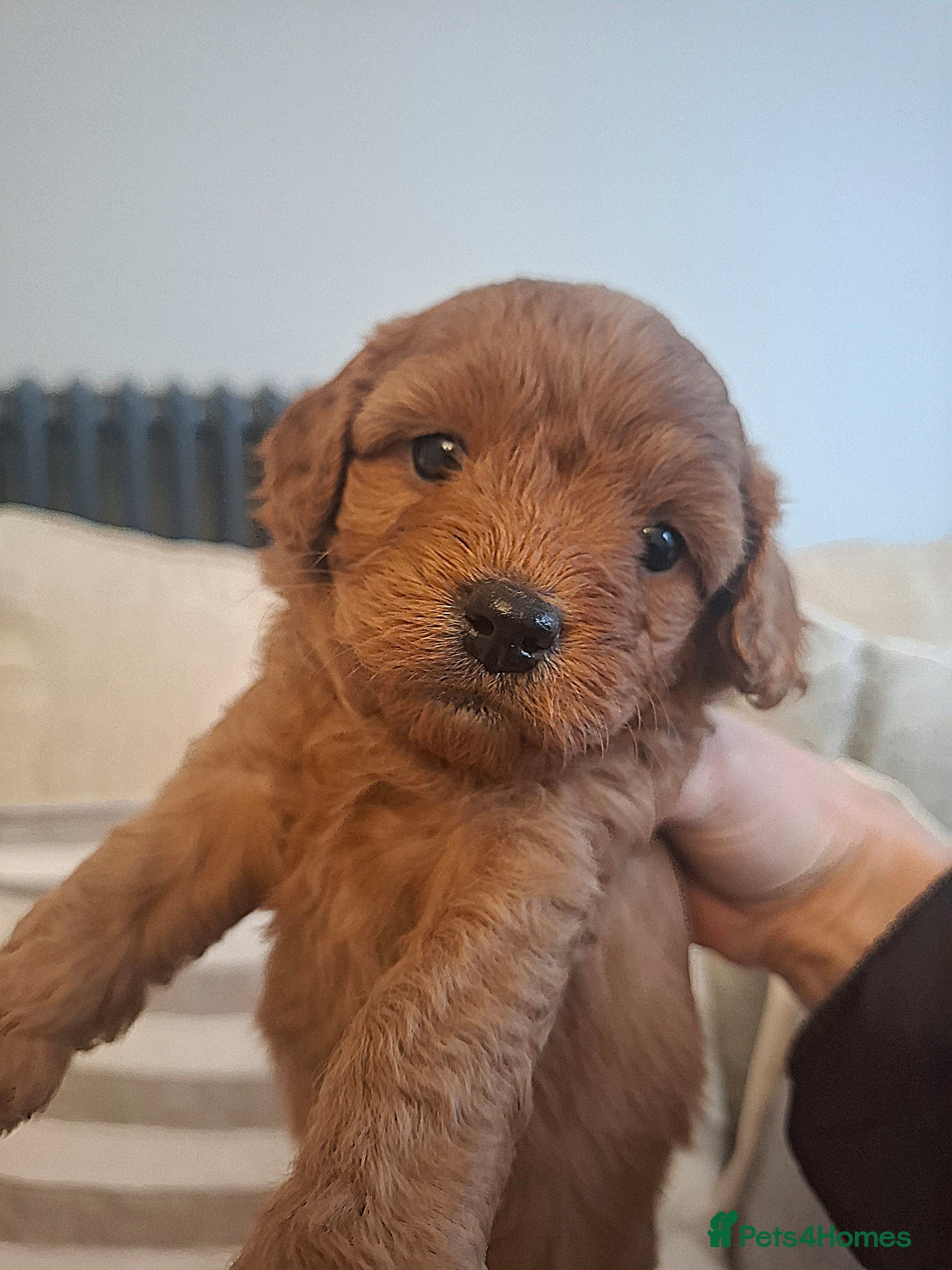 Cavapoo dogs Toy cavapoo puppies.Health tested red/champagne - Advert 4