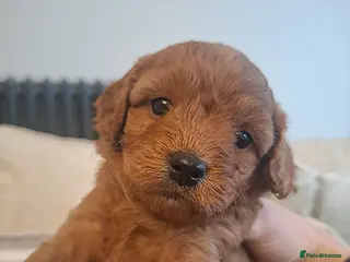 Cavapoo dogs Toy cavapoo puppies.Health tested red/champagne - Advert 4