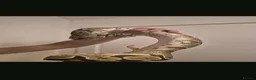 Python Snake reptiles for sale: 3 python snakes free to a good home - Advert 1