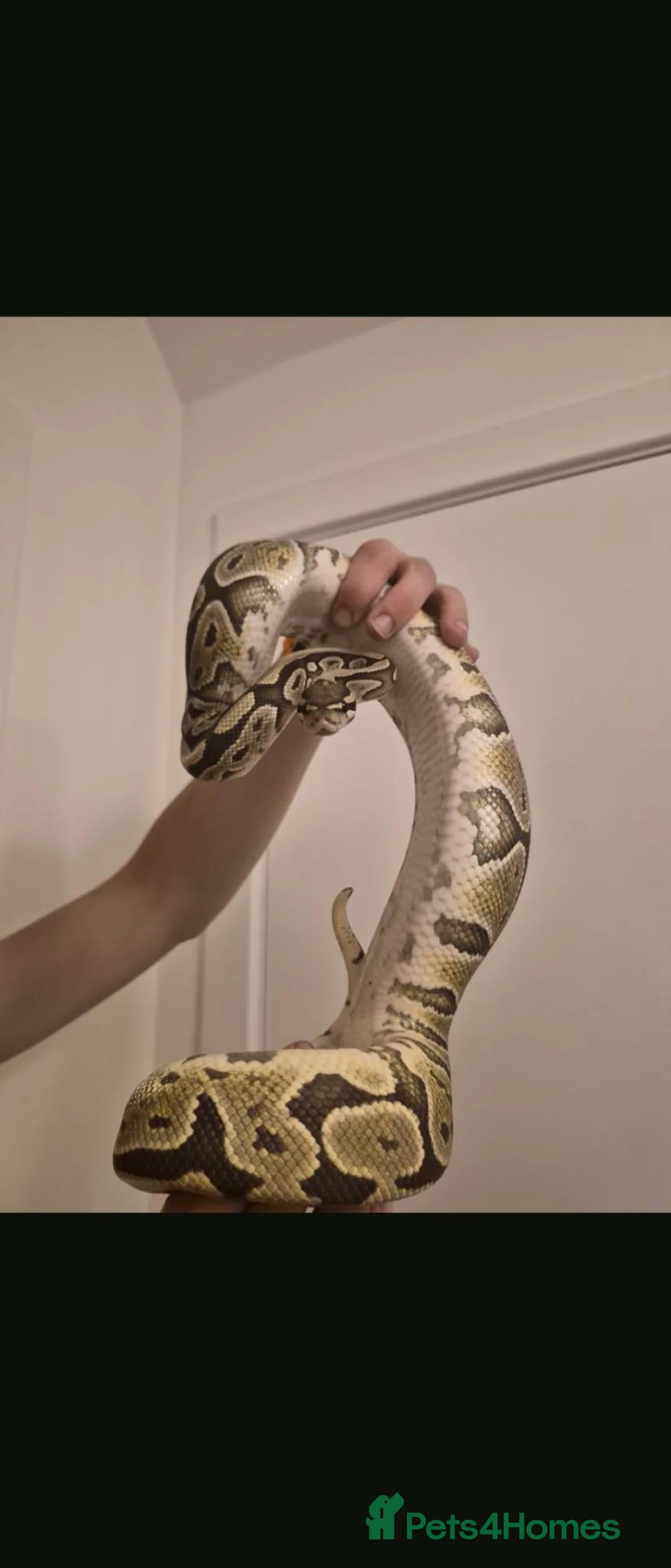 Python Snake reptiles for sale: 3 python snakes free to a good home - Advert 1