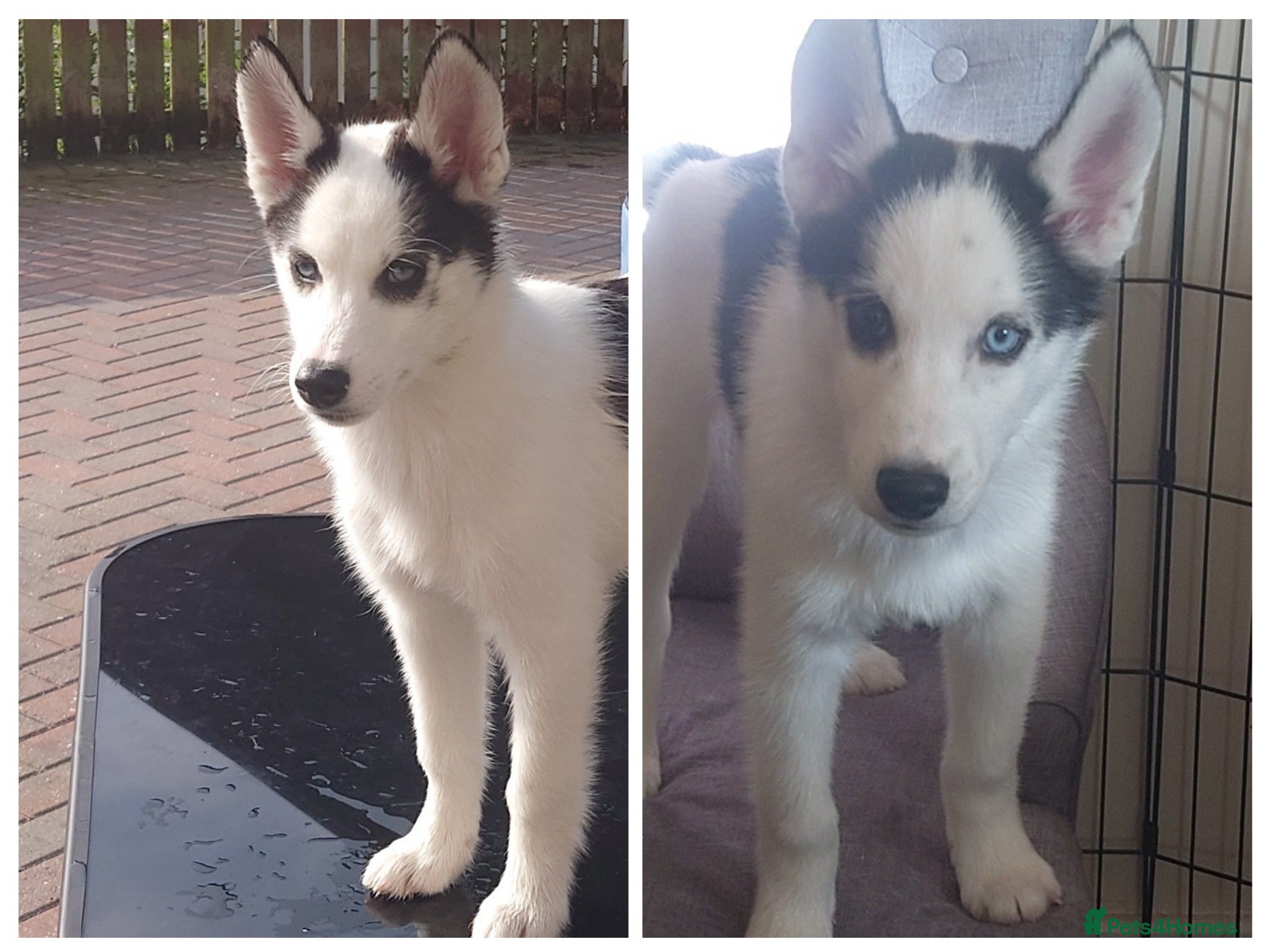 Siberian Husky dogs Last Two Siberian Husky puppies for sale - Advert 16