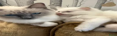 Ragdoll 2