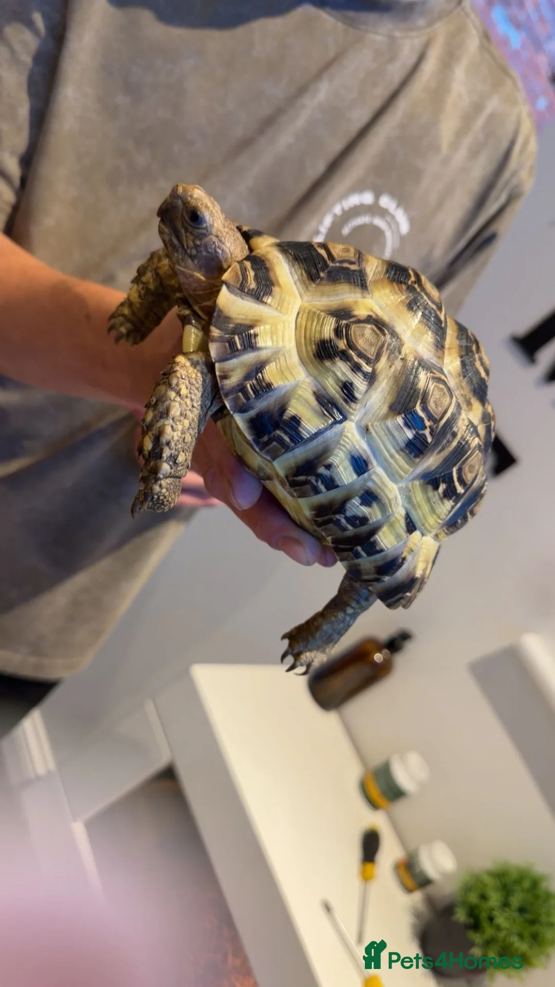 Tortoise reptiles for sale: Male and female leopard tortoises and home in Mablethorpe - Advert 7