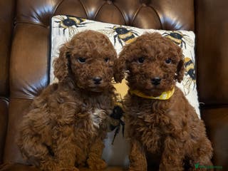 Miniature Poodle dogs Adorable Ruby Red & white female miniature poodles - Advert 2