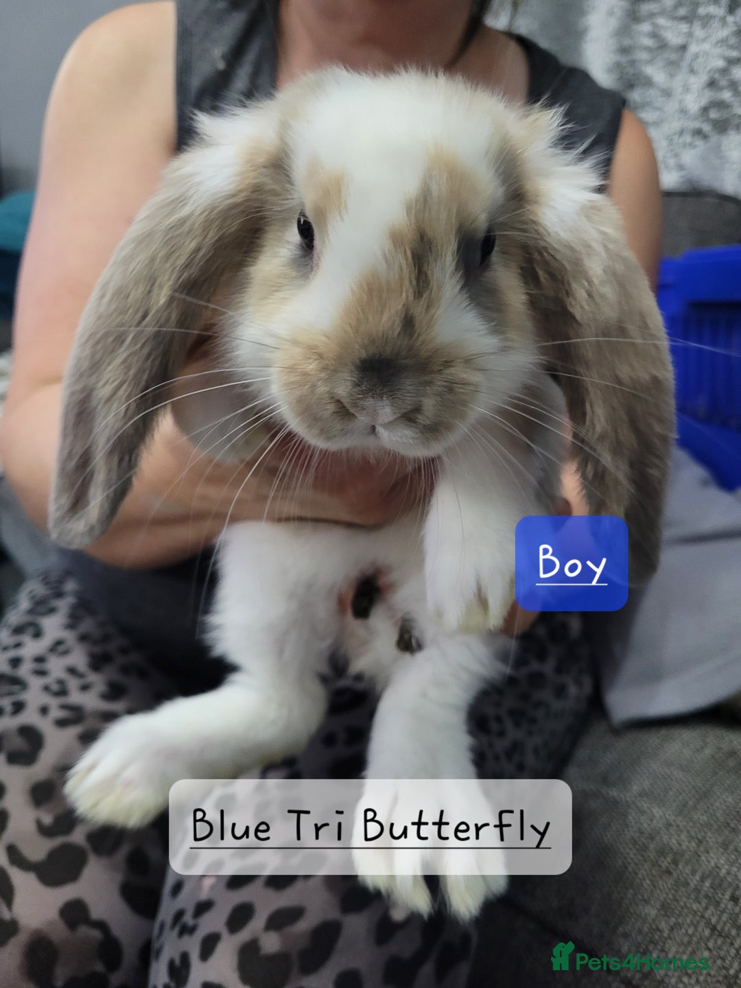 French Lop rabbits for sale: Pure Bred French Lop babies - Image 7