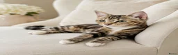 Siberian cats for sale: Stunning kittens ♥️ for someone special.  - Advert 18