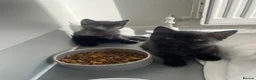 Russian Blue cats for sale: Russian Blue Kittens Available - Advert 1
