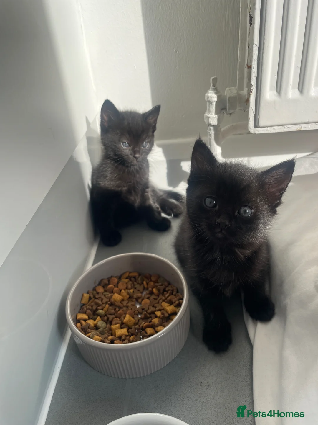 Russian Blue cats for sale: Russian Blue Kittens Available - Advert 1