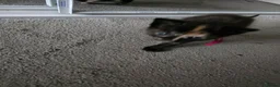 Mixed Breed cats for sale: Beautiful little girl - Advert 8
