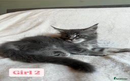 Maine Coon cats for sale: Maine Coon Kittens for Sale TICA  3 Boys & 2 Girls - Image 30