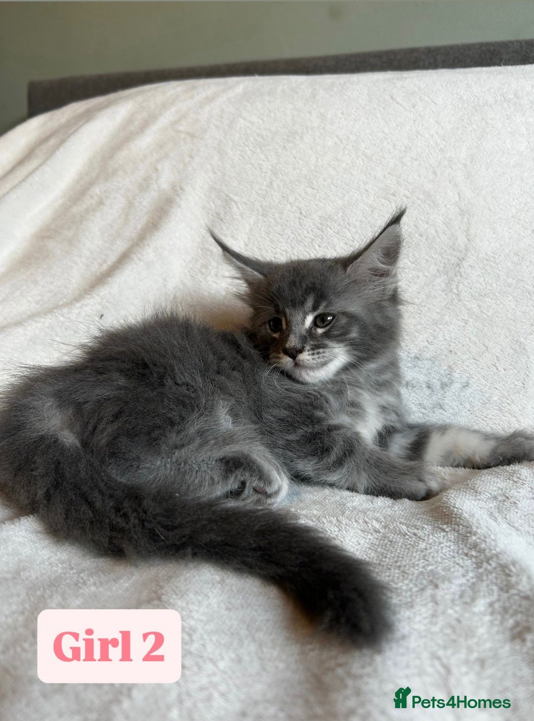 Maine Coon cats for sale: Maine Coon Kittens for Sale TICA  3 Boys & 2 Girls - Image 30