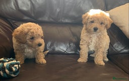Poochon dogs for sale: Gorgeous Poochon puppies  - Image 11