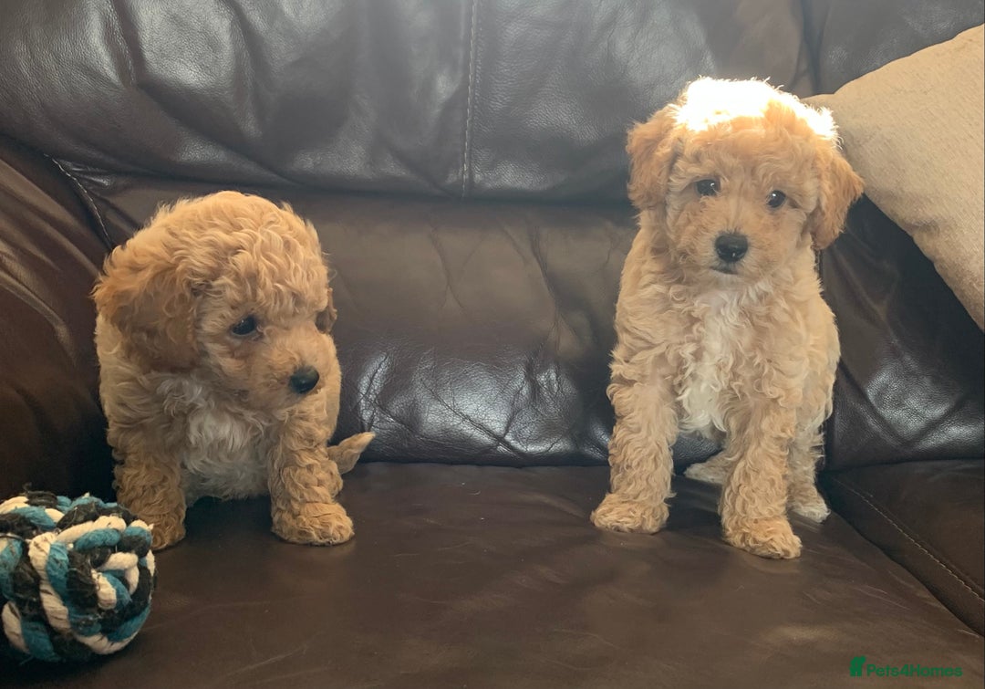 Poochon dogs for sale: Gorgeous Poochon puppies  - Image 11