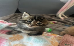 Mixed Breed cats for sale: 3 british shorthair kittens for sale  - Image 15