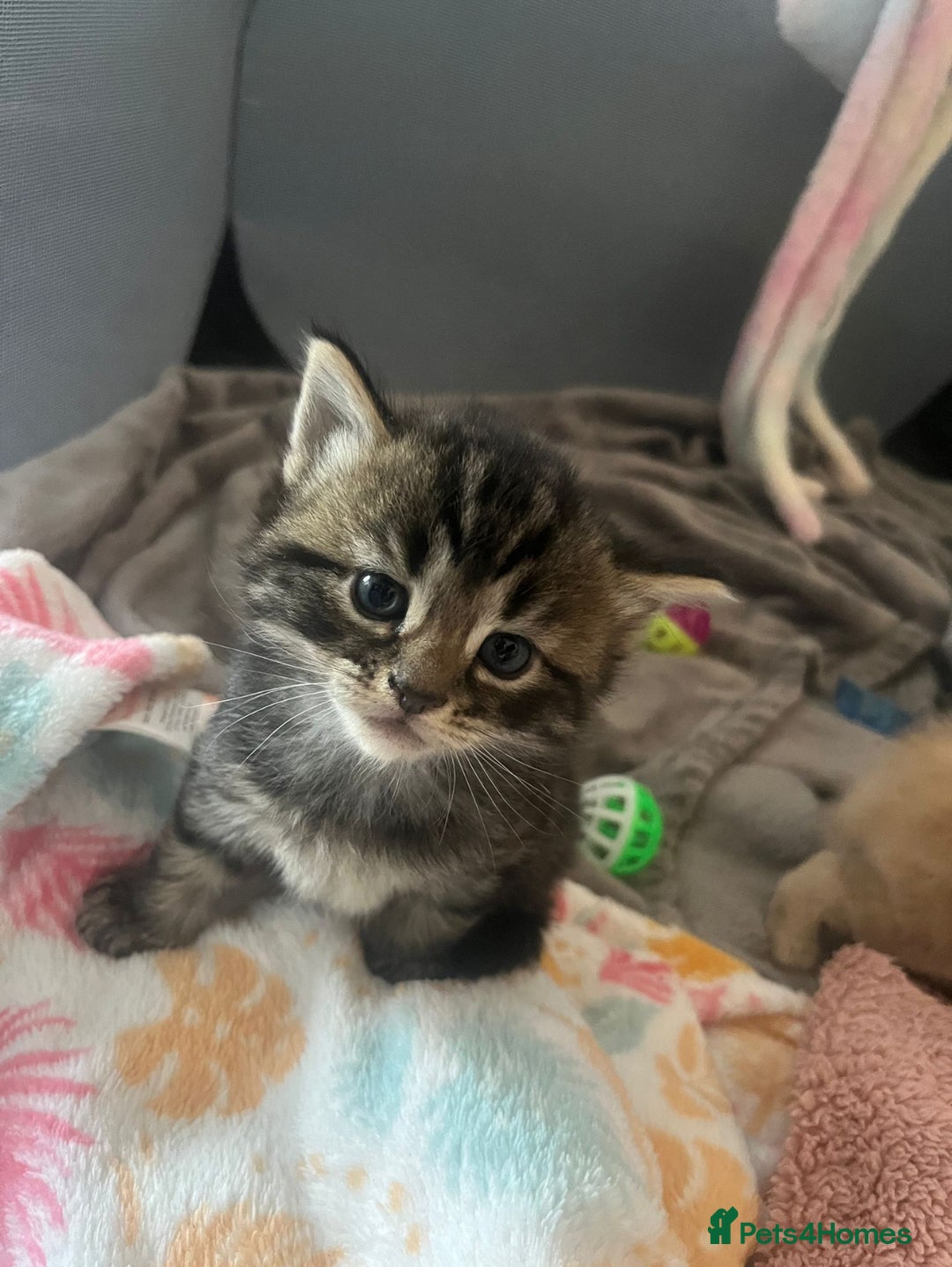 Mixed Breed cats for sale: 3 british shorthair kittens for sale  - Image 15