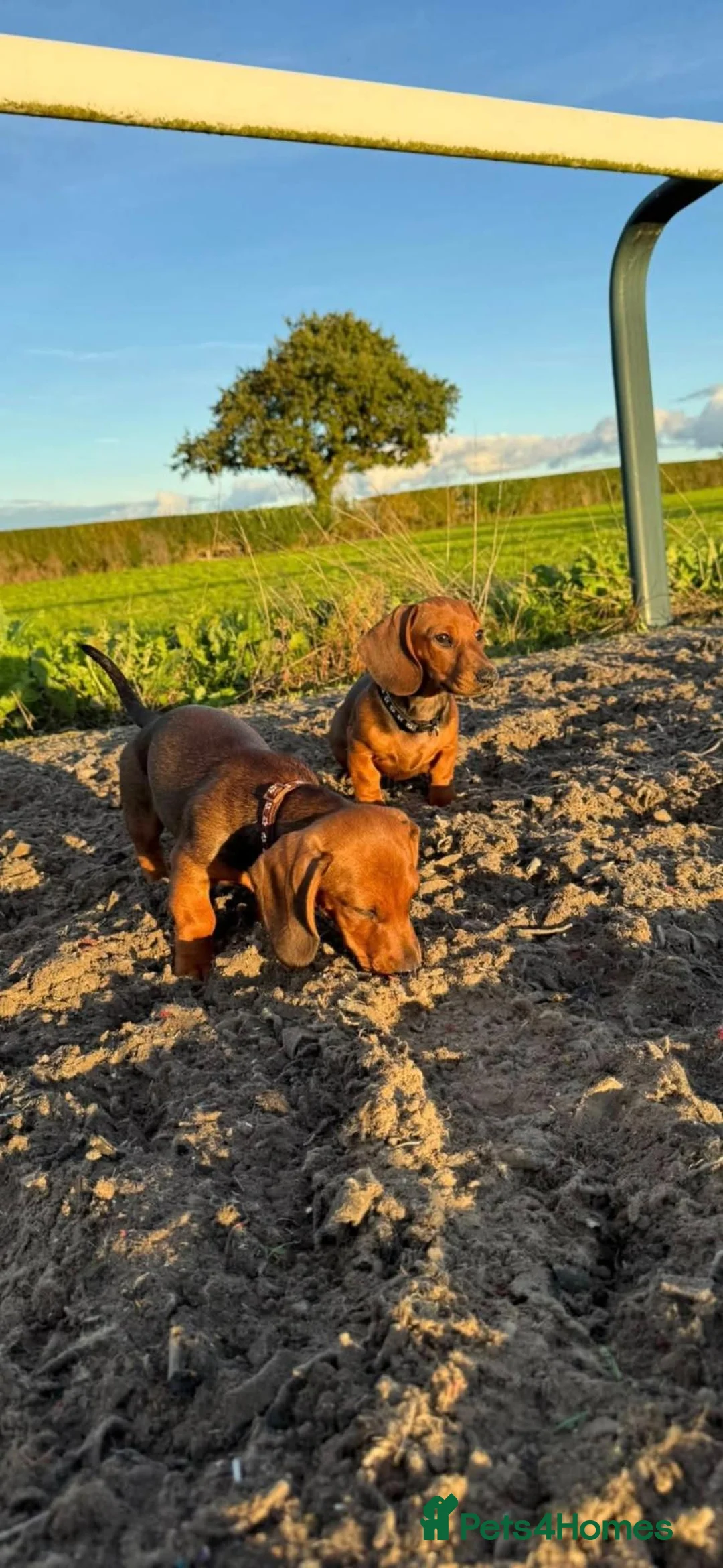 Miniature Dachshund dogs for sale: 2 Shaded Red miniature dachshund puppies (male) in Whitchurch - Advert 10