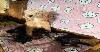 Toy Poodle dogs - Advert 4