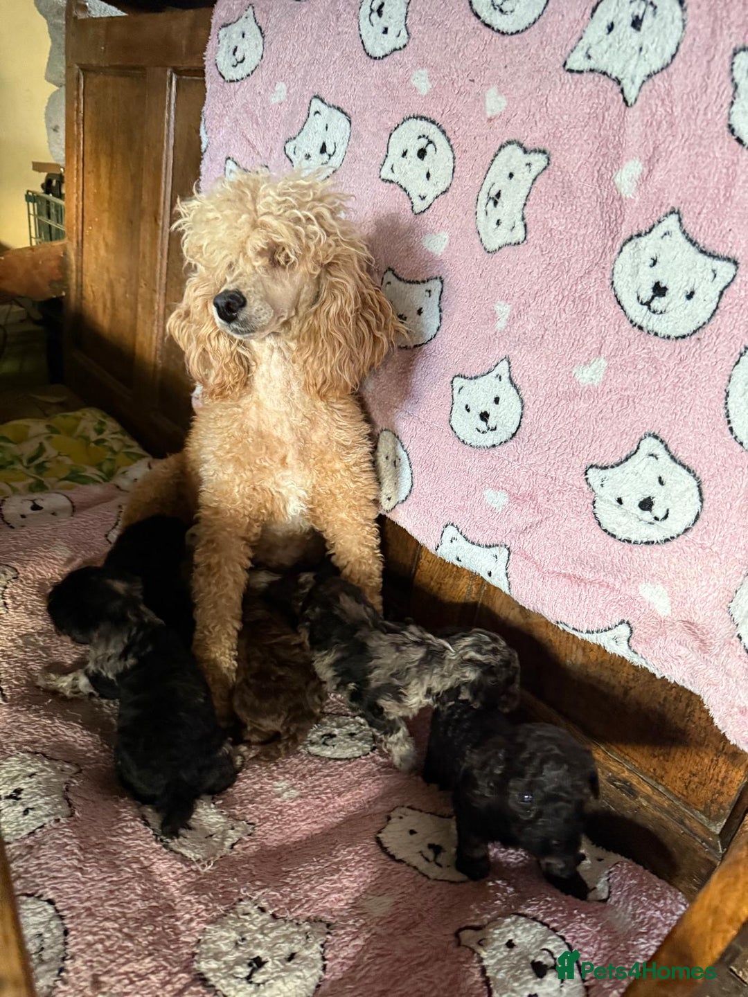 Toy Poodle dogs for sale: Exquisite Toy Poodle pups - Health tested parents - Image 2