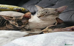 Sphynx cats for sale: Sphynx x Siamese kittens - Image 7