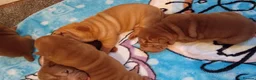 Shar Pei dogs for sale: Shar pei pups  in Manchester - Advert 3