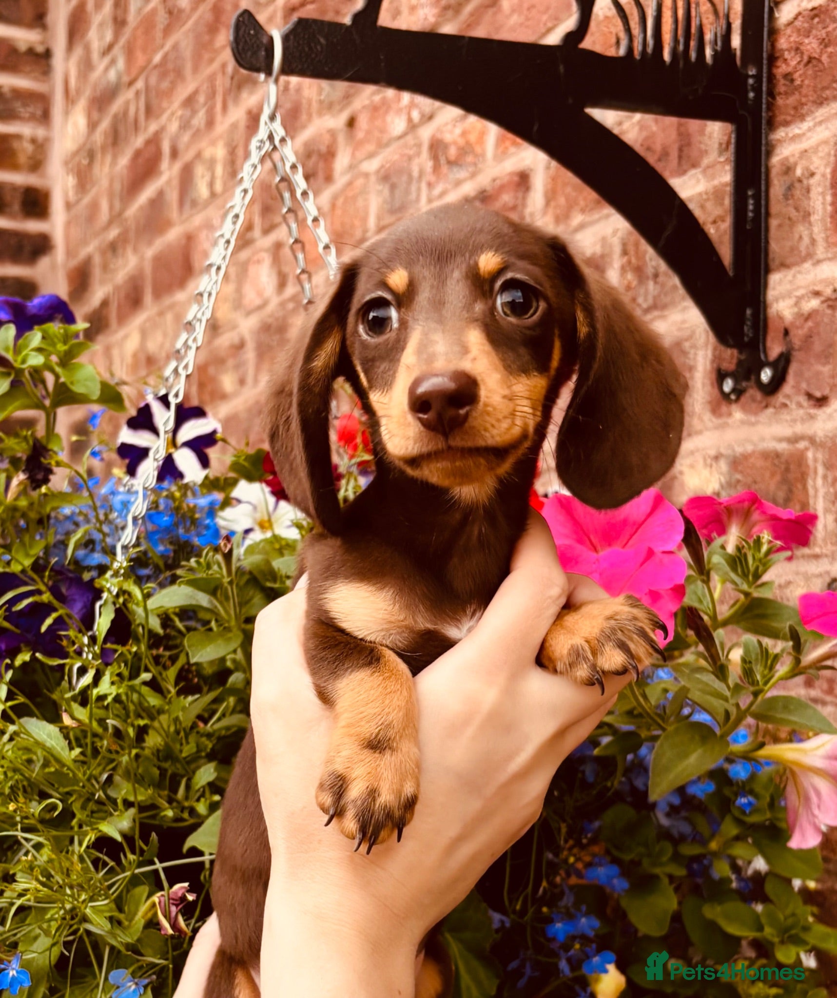 Miniature Dachshund dogs Ready for new home: KC, PRA clear stunning boy - Advert 2