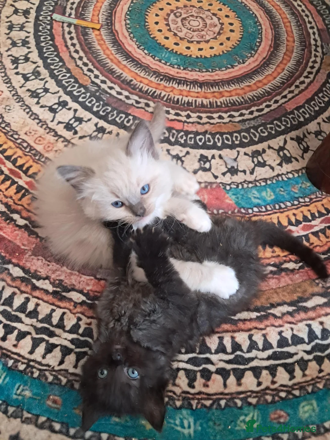 Ragdoll cats for sale: Beautiful baby ragdolls  - Advert 2