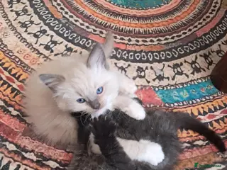 Ragdoll cats Beautiful baby ragdolls - Advert 4