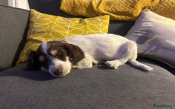 Doxiepoo dogs for sale: Dachshund x Poodle Puppy - Image 2