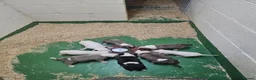 Bull Terrier dogs for sale: Eglish bullterriers pups for sale - Advert 2