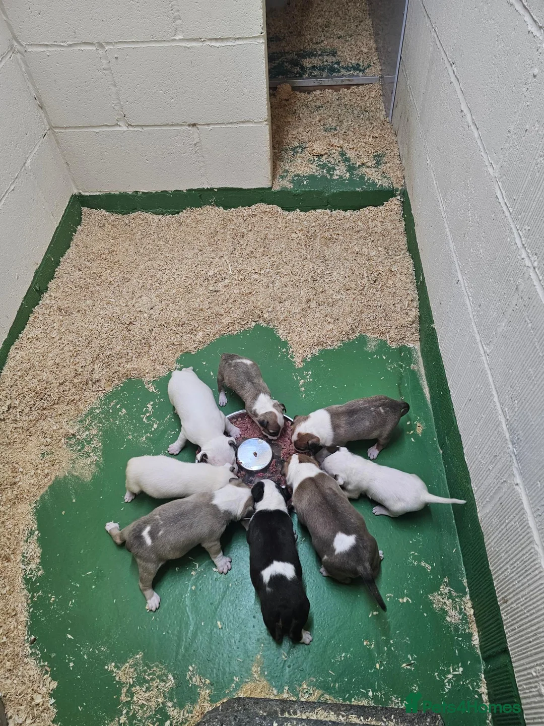 Bull Terrier dogs for sale: Eglish bullterriers pups for sale - Advert 2