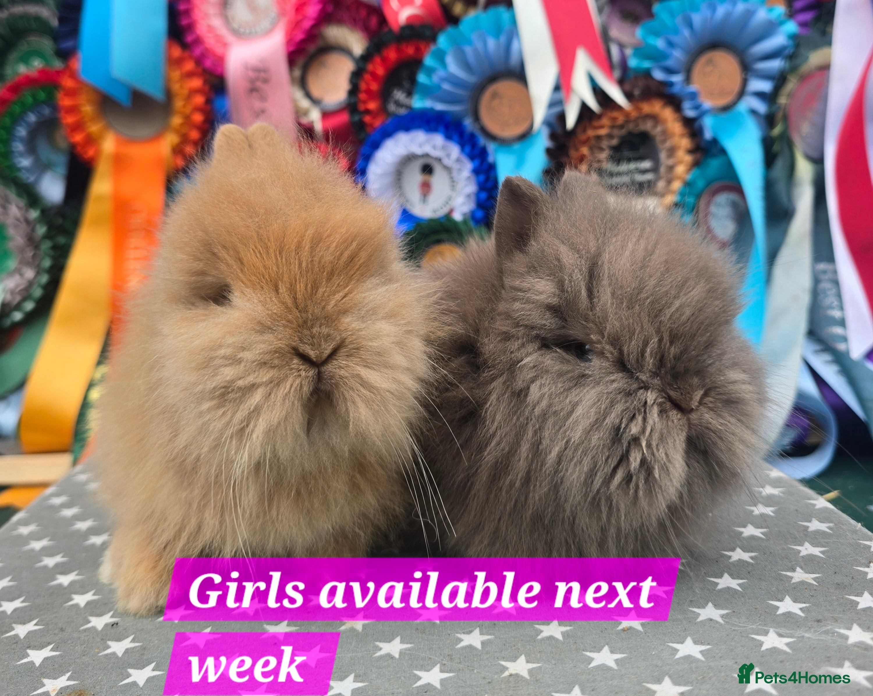 Lionhead rabbits Gorgeous Purebred Lionheads available  - Advert 10