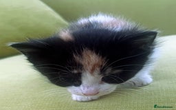 Mixed Breed cats for sale: CLEMMIE’S CUTIES  - Image 10