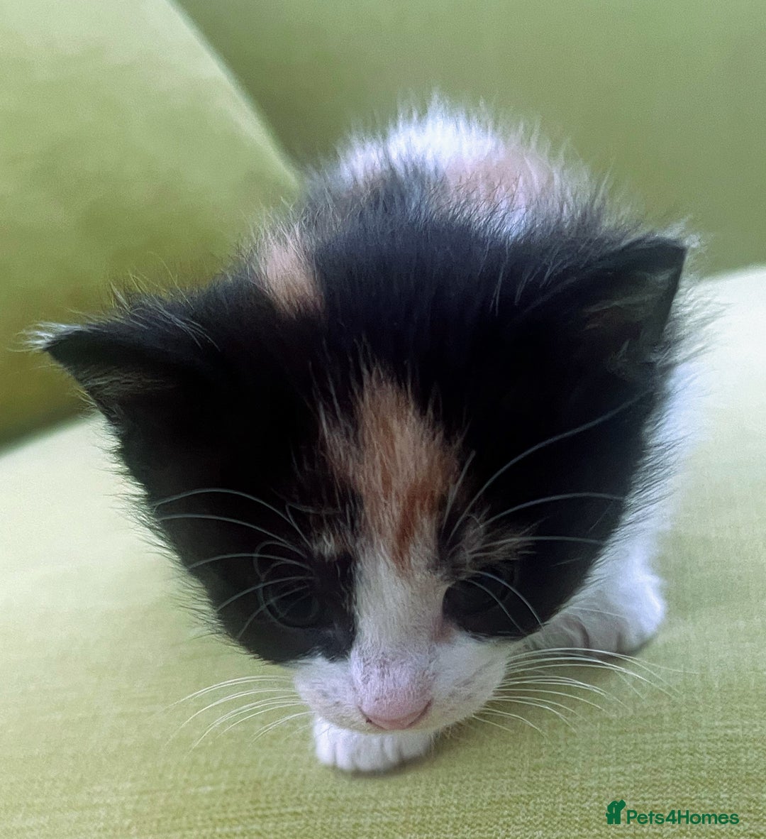 Mixed Breed cats for sale: CLEMMIE’S CUTIES  - Image 10