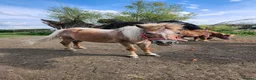Shetland pony horses for sale: Shetland Pony - Advert 2