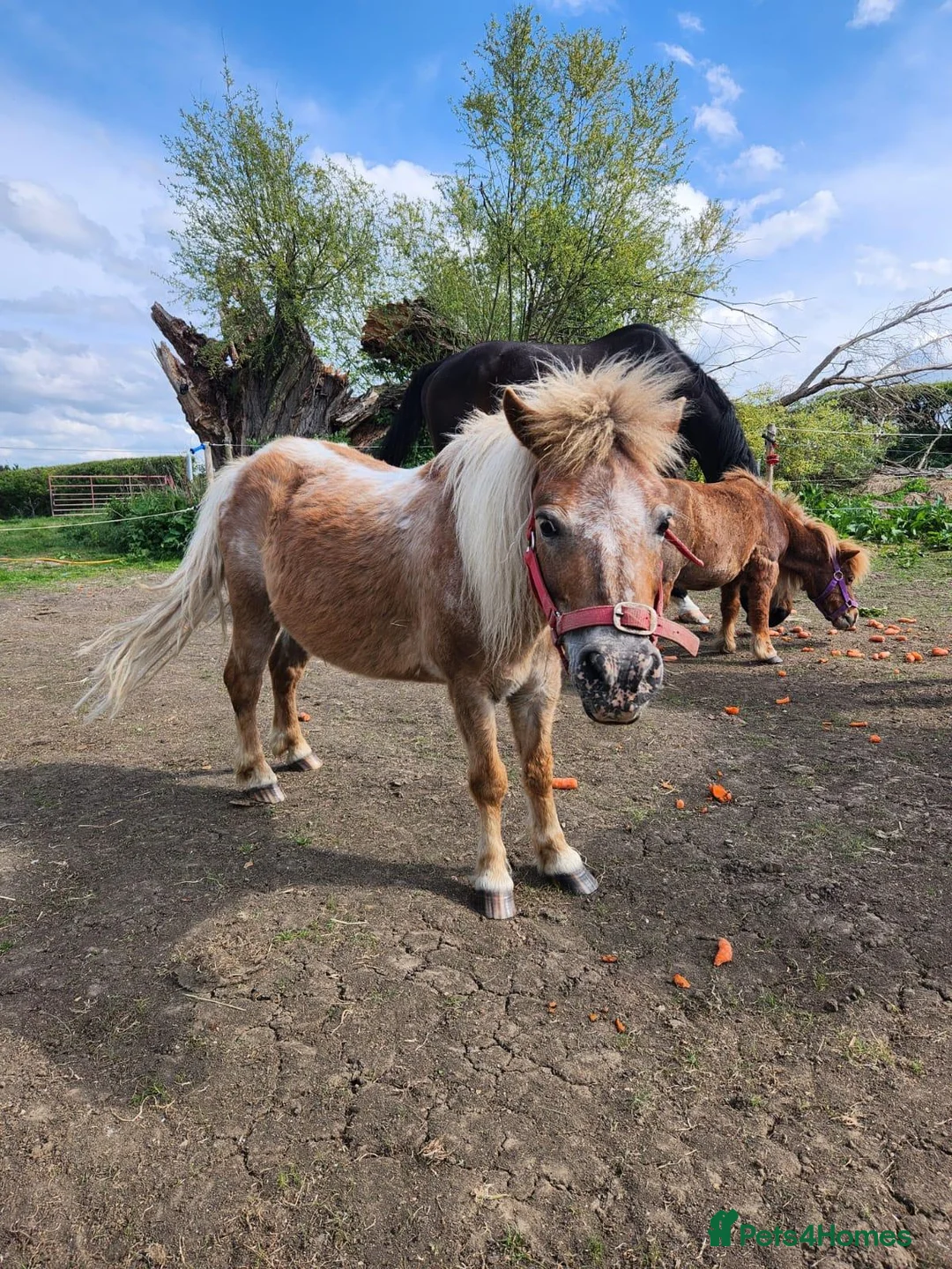 Shetland pony horses for sale: Shetland Pony - Advert 2