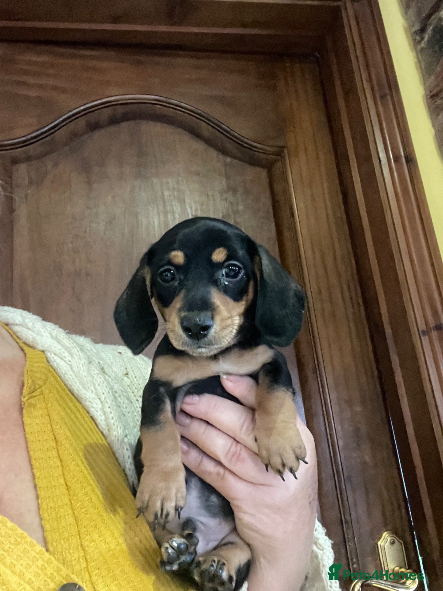 Miniature Dachshund dogs for sale: Miniature dachshund puppies - beautiful  - Advert 2
