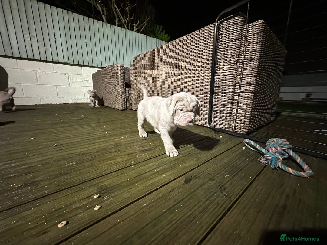 Mastiff dogs for sale: Neapolitan x Cane Corso Mix - Advert 25