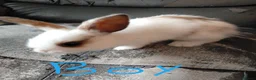 Netherland Dwarf rabbits for sale: Baby bunny's for sale in Burton-on-Trent - Advert 5