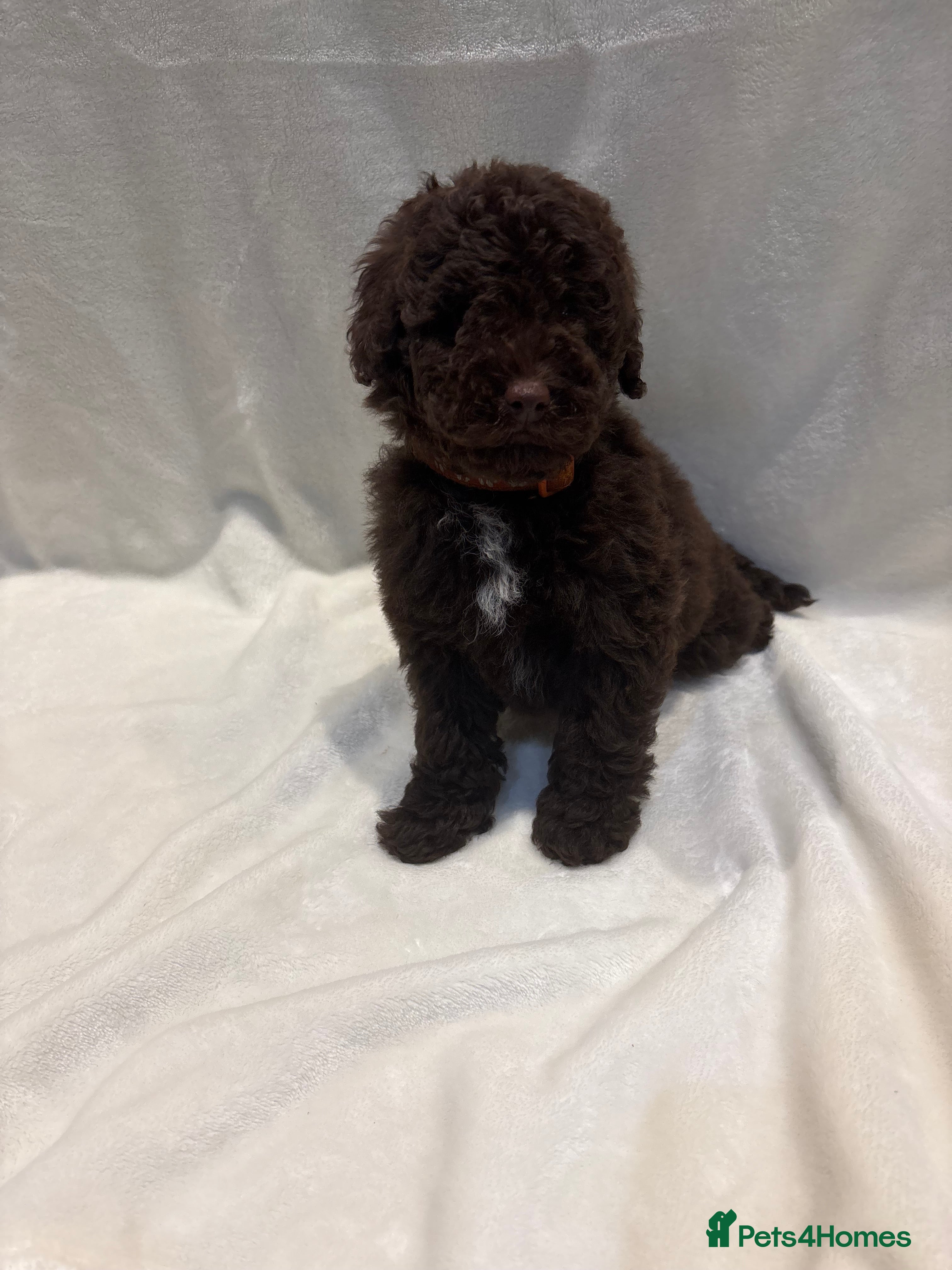 Miniature Poodle dogs 🐾 Beautiful Miniature Poodle Puppies Available🐾 - Advert 10