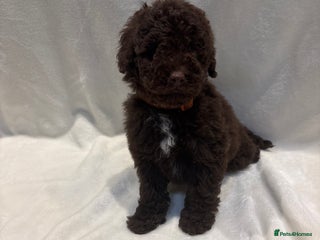 Miniature Poodle dogs 🐾 Beautiful Miniature Poodle Puppies Available🐾 - Advert 10
