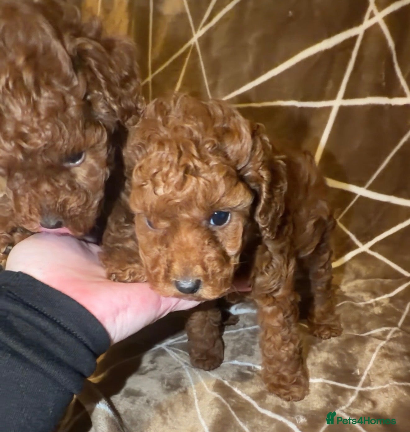 Cavapoo dogs ••Last Girl•• Deep Red Cavapoo - Advert 2