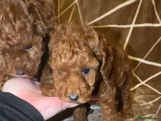 Cavapoo dogs ••Last Girl•• Deep Red Cavapoo - Advert 2