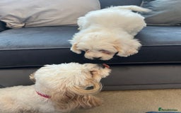 Cavachon dogs for sale: 2 Adorable boys ready for their forever homes 🐾 - Image 17