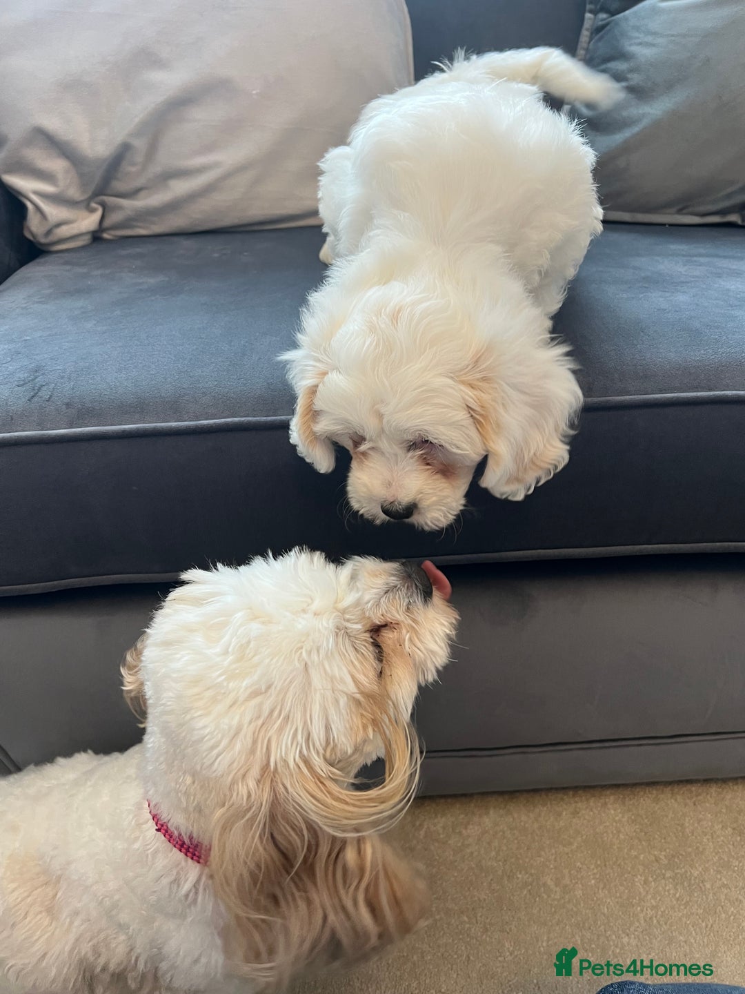 Cavachon dogs for sale: 2 Adorable boys ready for their forever homes 🐾 - Image 17