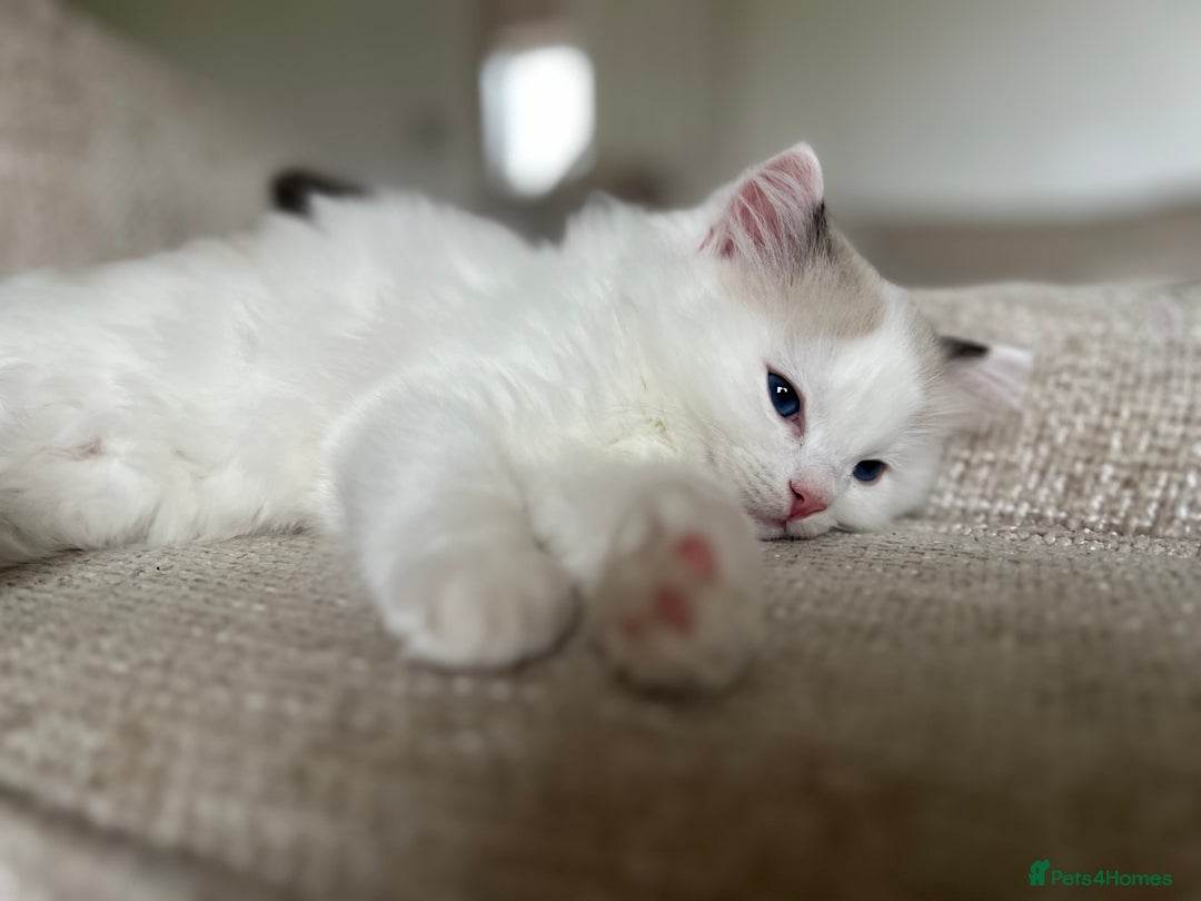 Ragdoll cats for sale: 🐾 Family reared GCCF reg ragdoll Kitten🐾 - Advert 10