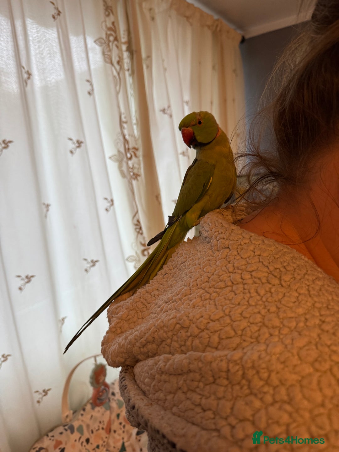 Ringnecks birds for sale: Green Indian ring neck  - Image 2