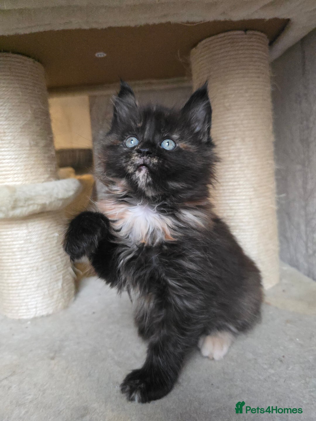 Maine Coon cats for sale: Amazing Large Purebred Maine Coon Kittens - Advert 13