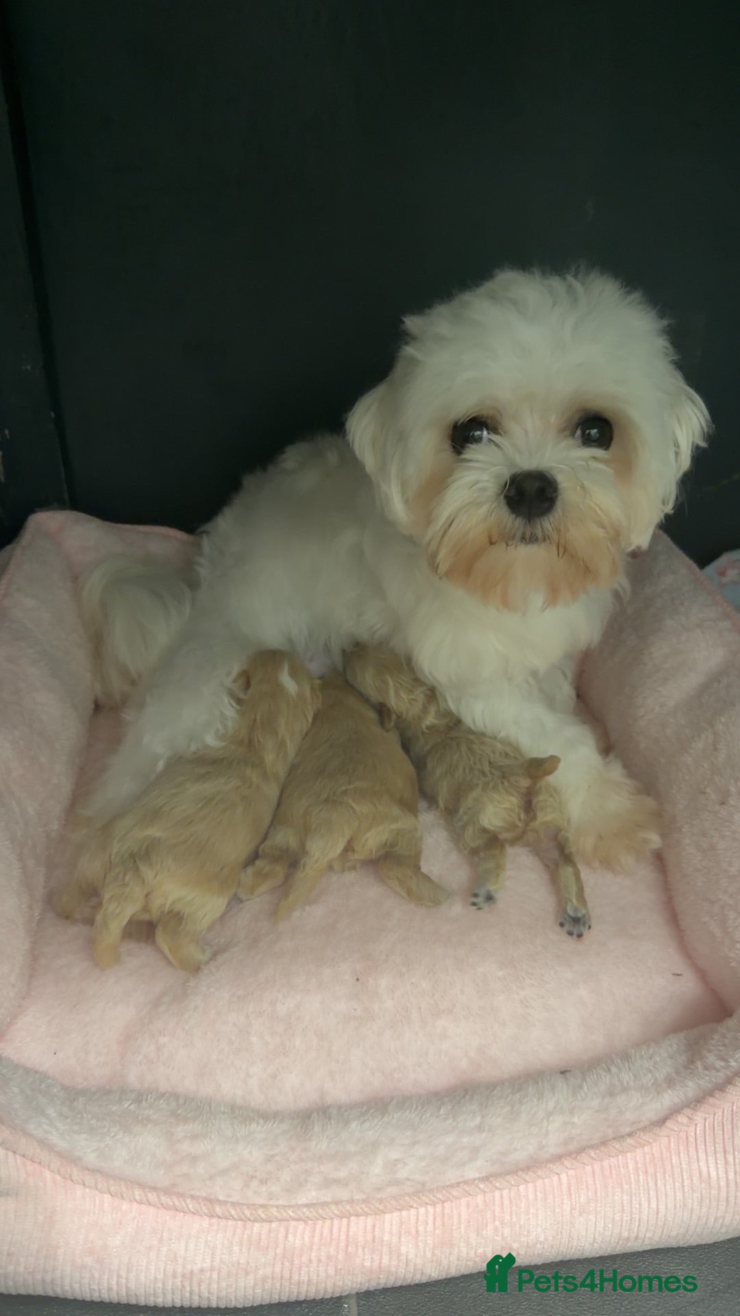 Maltipoo dogs 🩷💙Tiny Maltipoos,KC dna health clear parents 🥰 - Advert 1