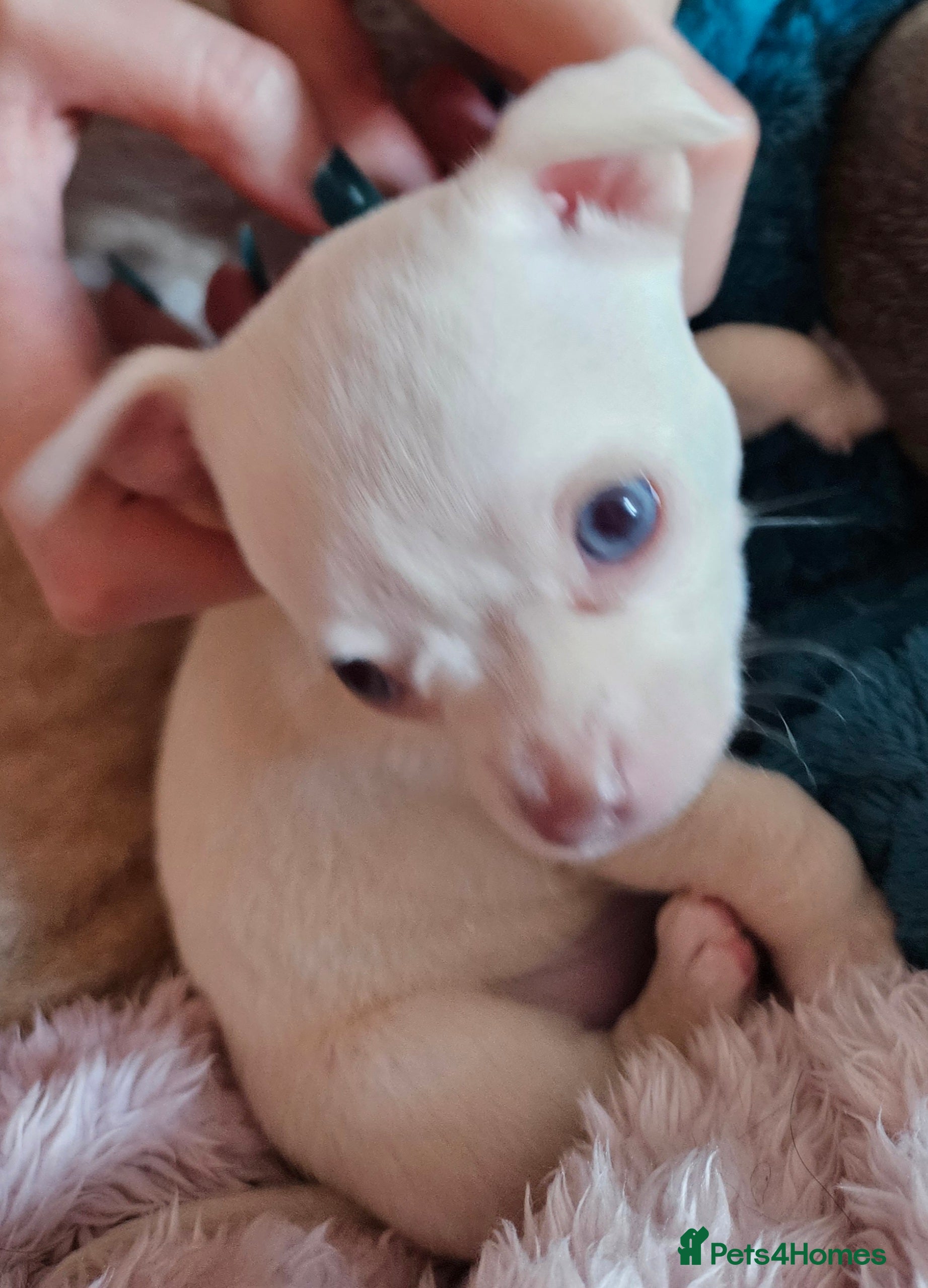 Chihuahua dogs White or Campagne With Blue  Eyes Chihuahuas  - Advert 13